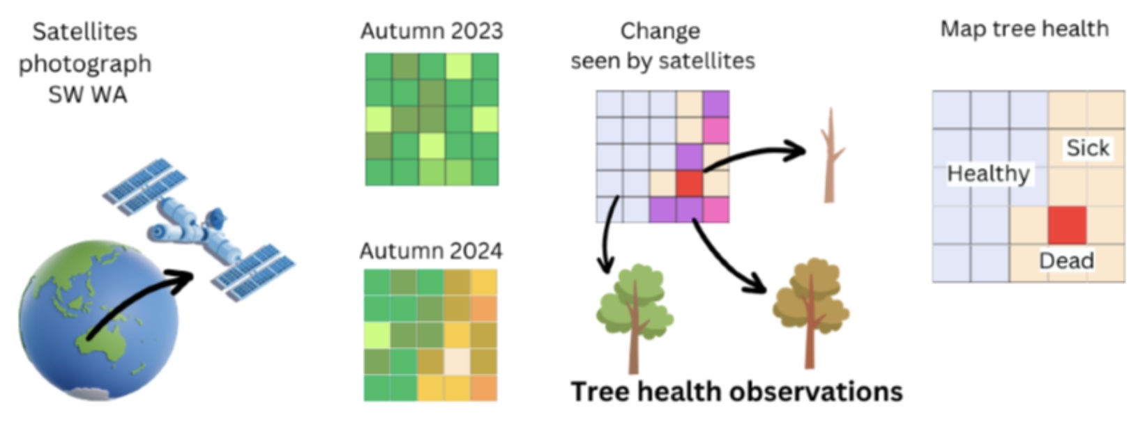 Graphic explaining how observations of tree condition can be used to interpret satellite images.